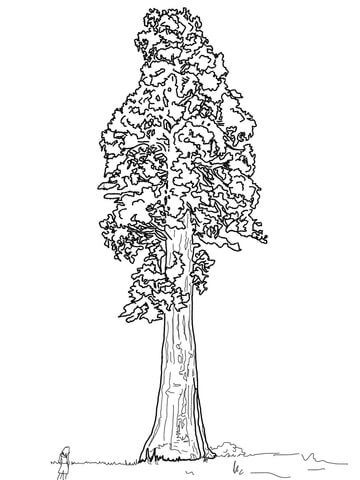 Giant Sequoia Sentinal Tree Coloring Page